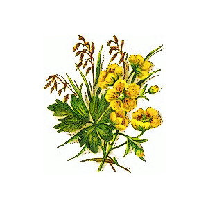 yellow wildflower, from colors page, public domain clip art ...