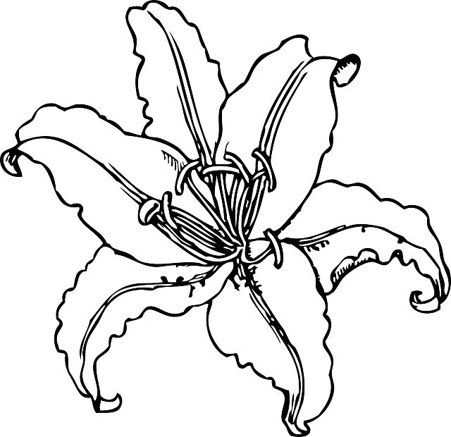 Star lily flower black and white clipart