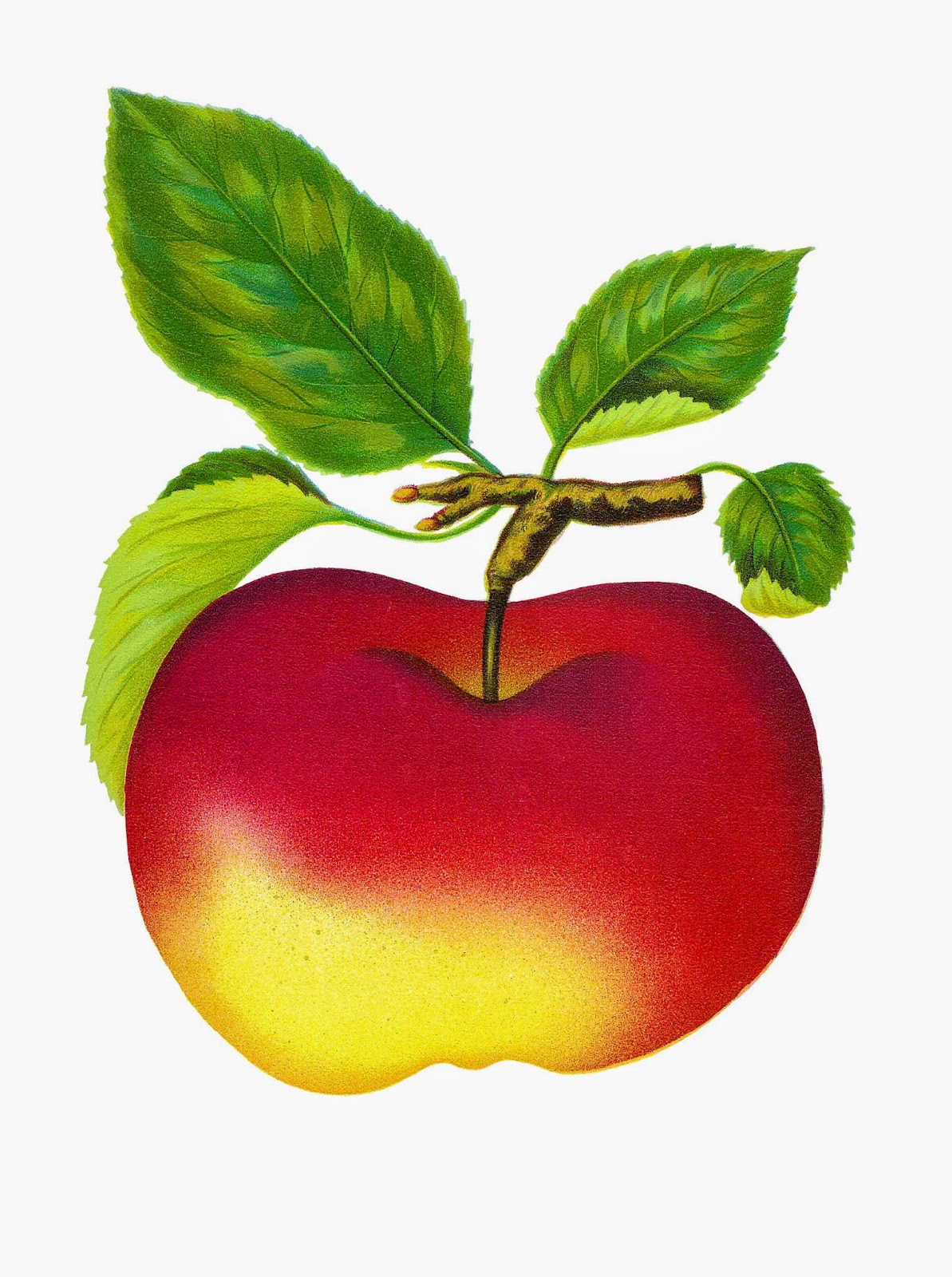 Antique Images: Free Digital Vintage Fruit Red Apple Graphics ...