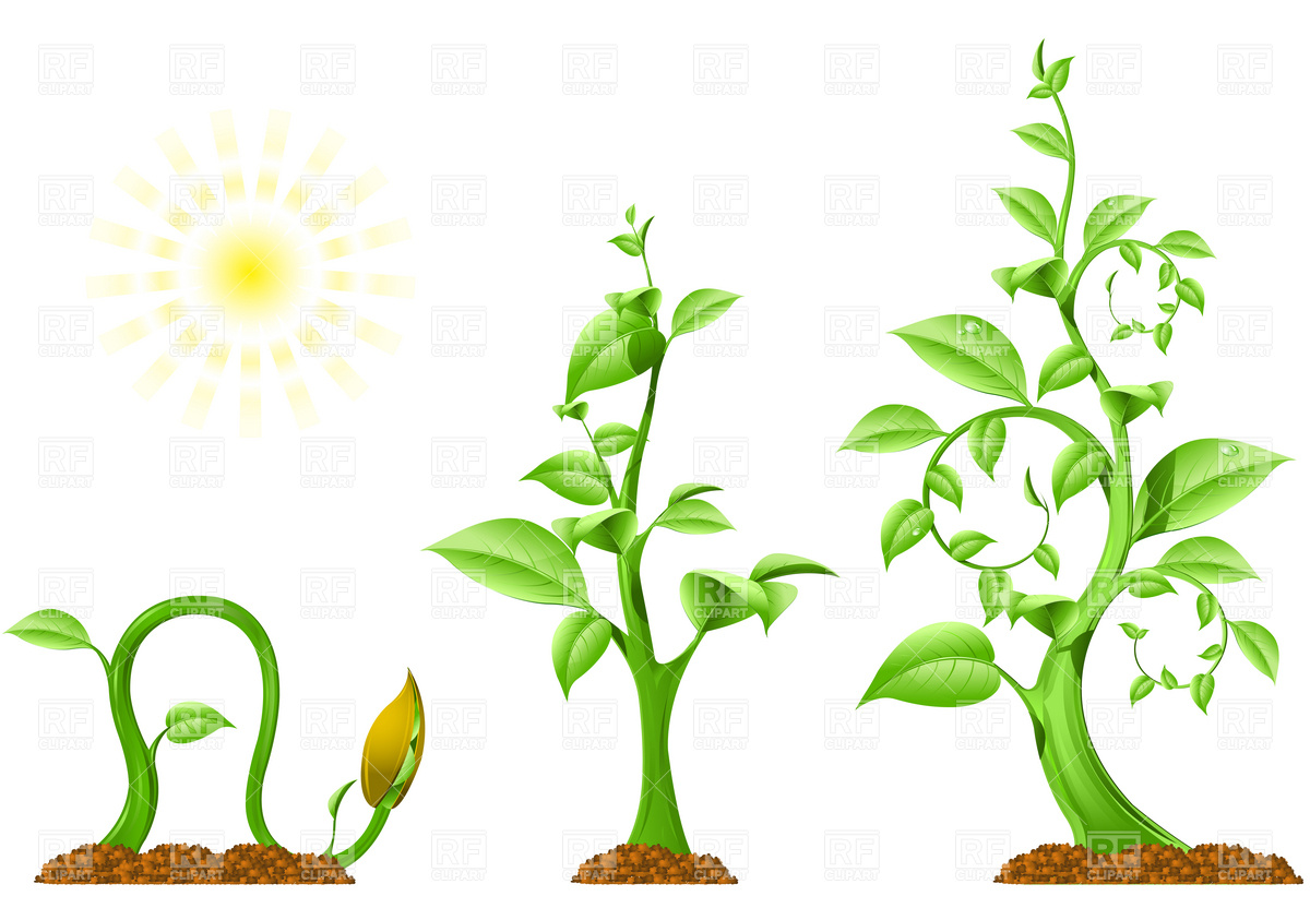 Clipart plants growing