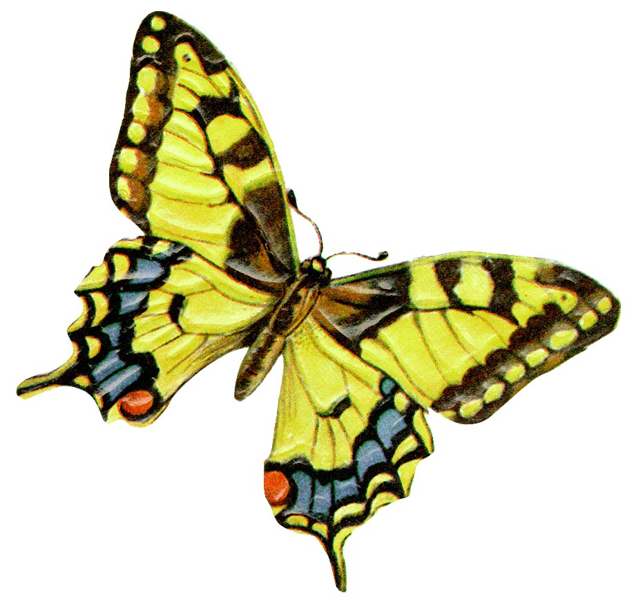 HOW LEADERS AND MANAGERS MANIFEST THE BUTTERFLY EFFECT - passion ...