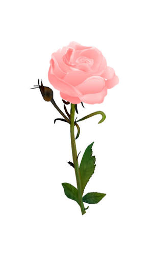 Setangkai Bunga Mawar Pink - ClipArt Best