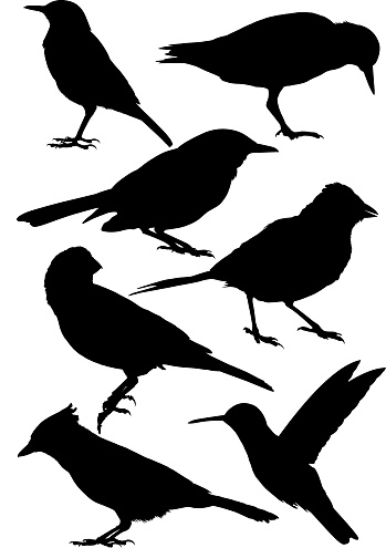 Mockingbird Clip Art, Vector Images & Illustrations