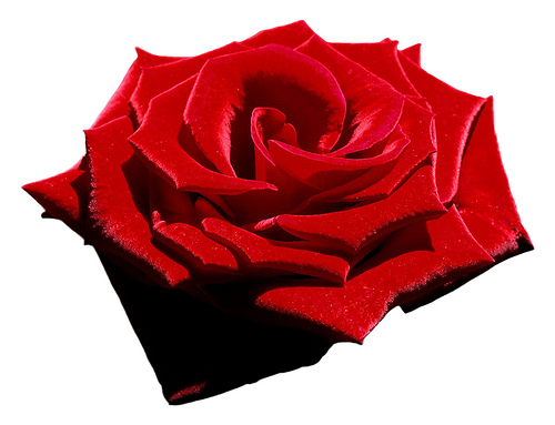 Velvet Red Rose, Png file, Attention only the maximum original ...