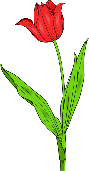 Red Tulip Clip Art - vector clip art online, royalty ...