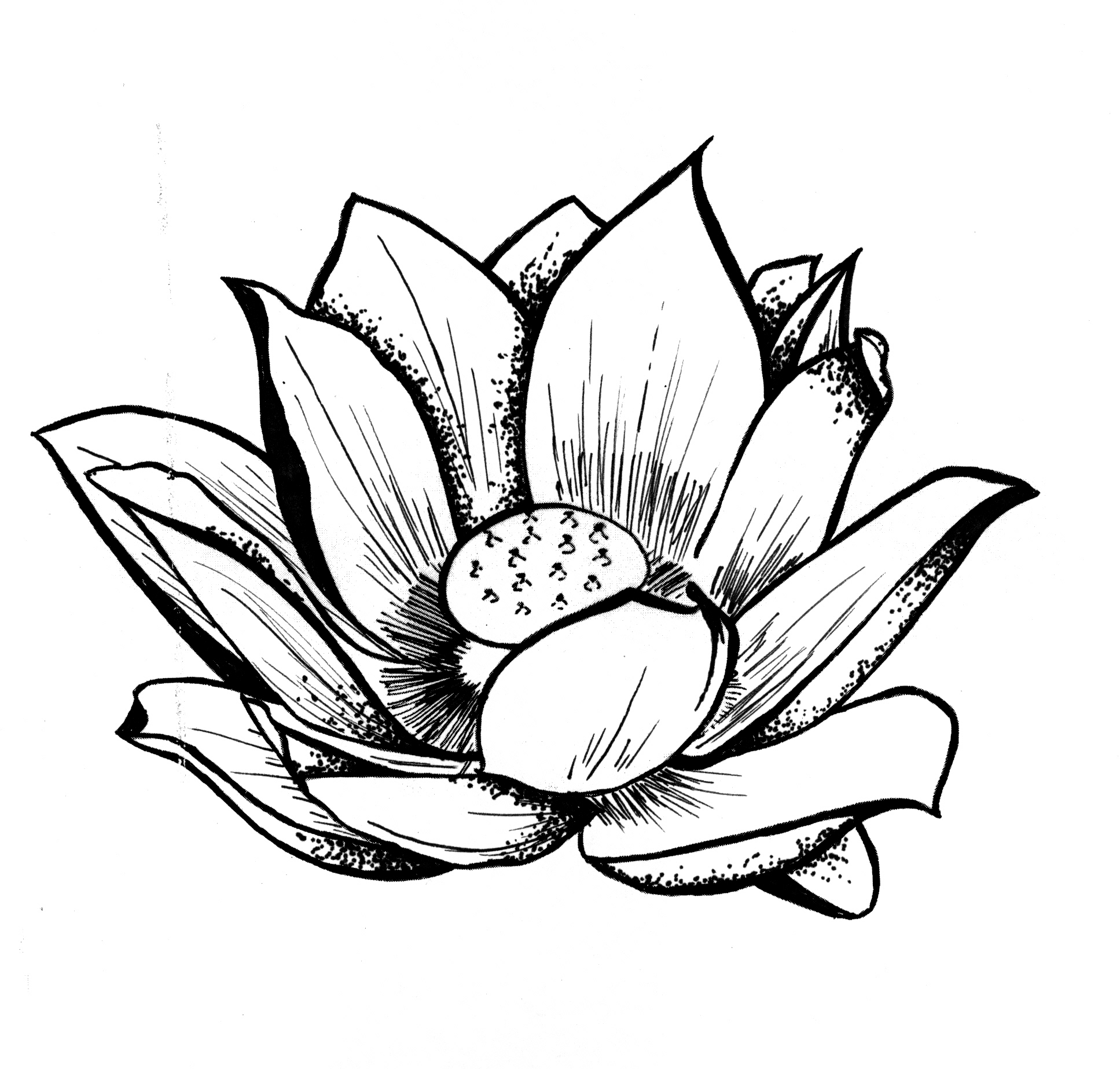 Lotus Sketch | Drawing Images
