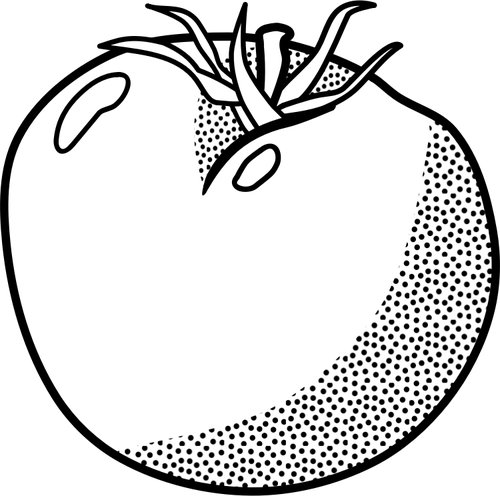 Tomato line art vector graphics | Public domain vectors