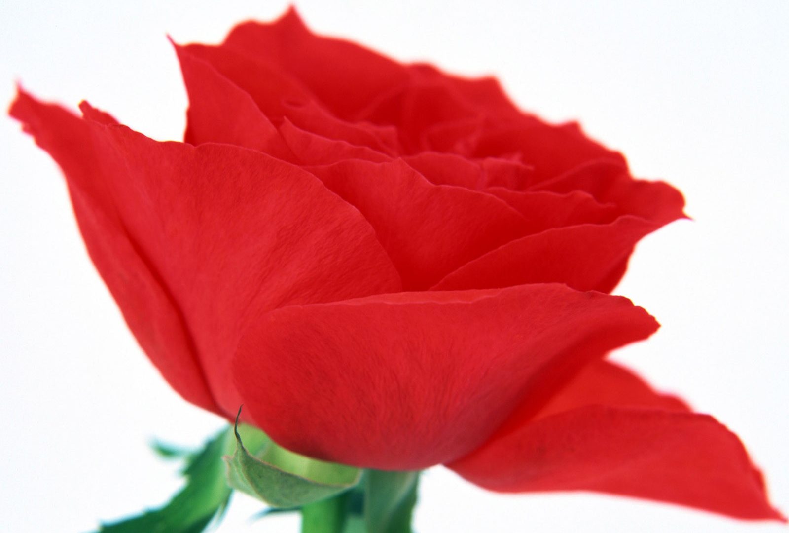 Flowers: Red Rose Flowers Blooms Petals Desktop Background Images ...