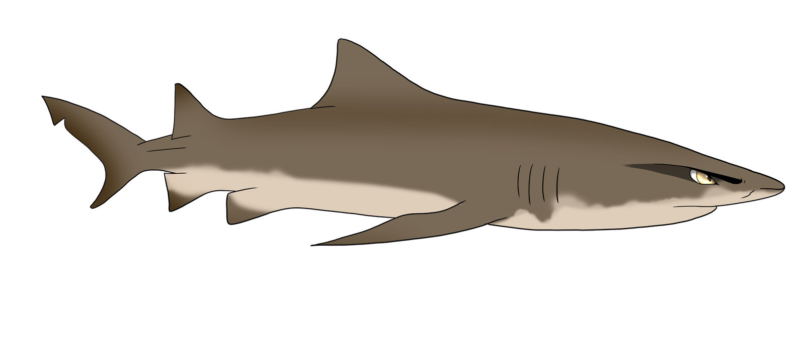 Dylan the Lemon shark by zavraan on DeviantArt