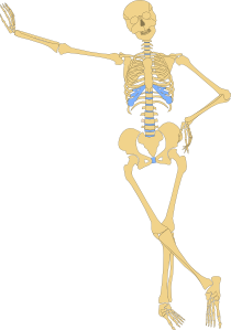 Human Skeleton Outline Clip Art - vector clip art ...