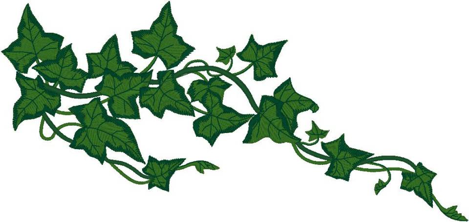 Ivy vine clip art