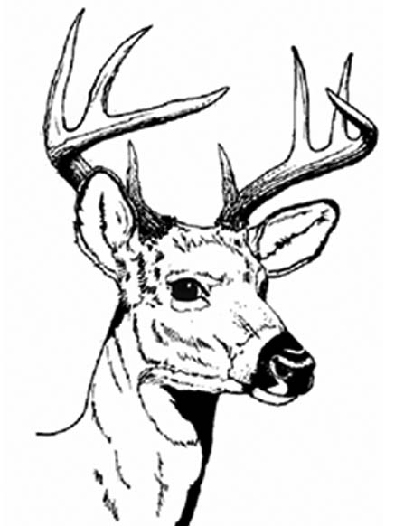 Deer Line Art