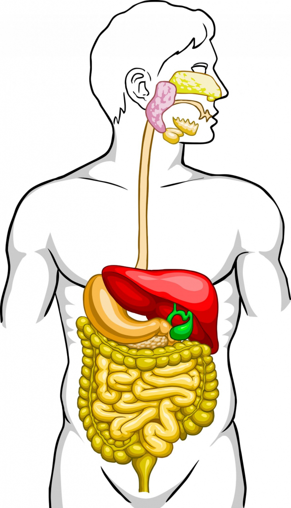 Digestive System Unlabeled Diagram - Human Body Diagram