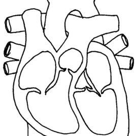Cardiovascular System Coloring Page Archives - Mente Beta Most ...