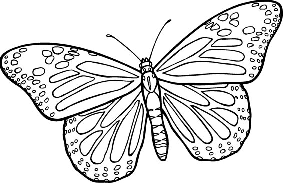 Butterfly Line Drawing - ClipArt Best