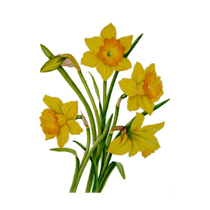 1000+ images about Daffodils ClipArt Best ClipArt Best