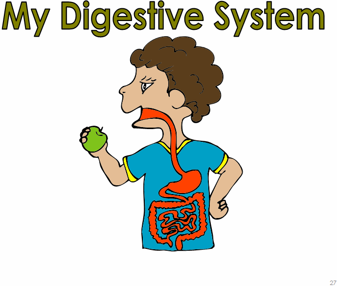 digestive system clipart