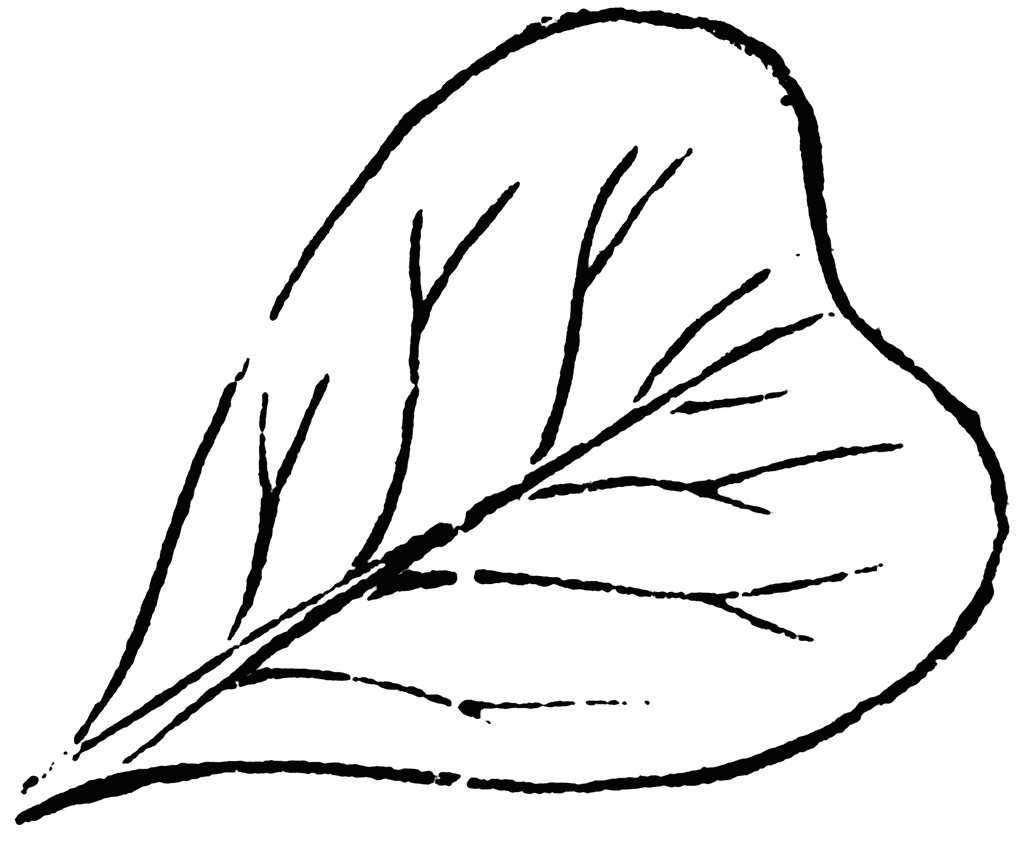 leaf line clip art - photo #30