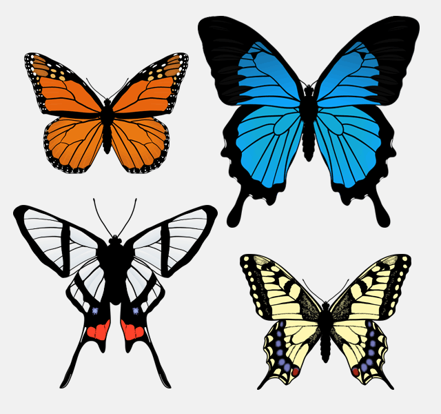 How to Draw Animals: Butterflies, Their Anatomy and Wing Patterns