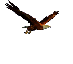 animated-gifs-eagles-6.gif