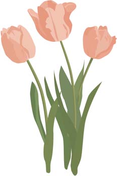 917 views Tulip Flower 13 vector, free vectors