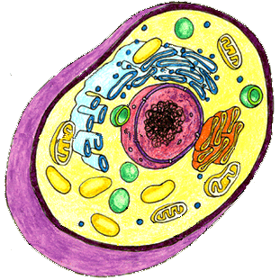 Blank Animal Cell Diagram - ClipArt Best