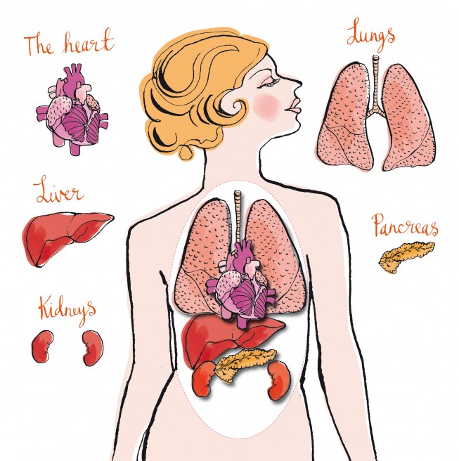 organ anatomy diagram | www.harvard-wm.org