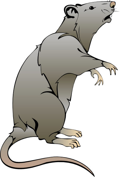 Rats, Clip art and Cartoon