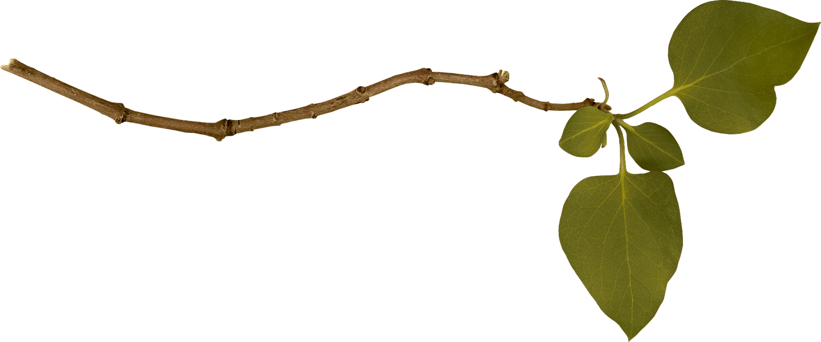 Branch PNG Transparent Images | PNG All