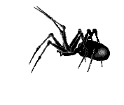 Spiders | Animated gifs