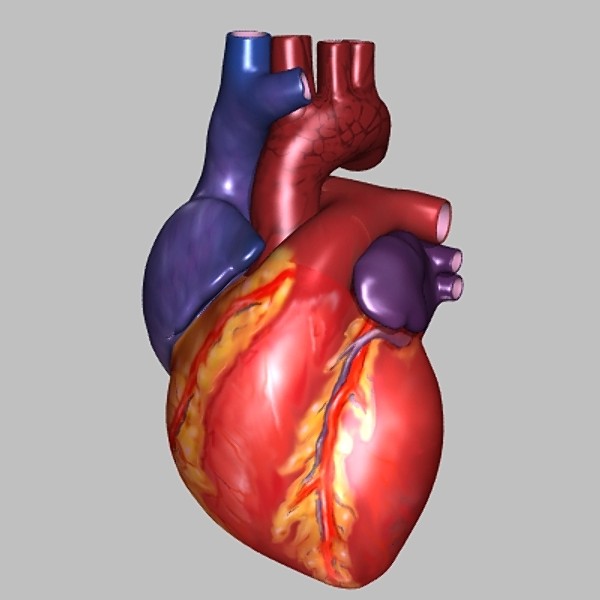 Human Heart 3D Model Free