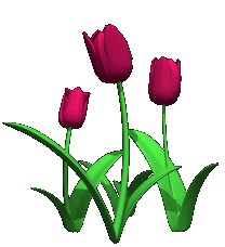 Flowers Gif Animated Gifs Animations Images Pictures
