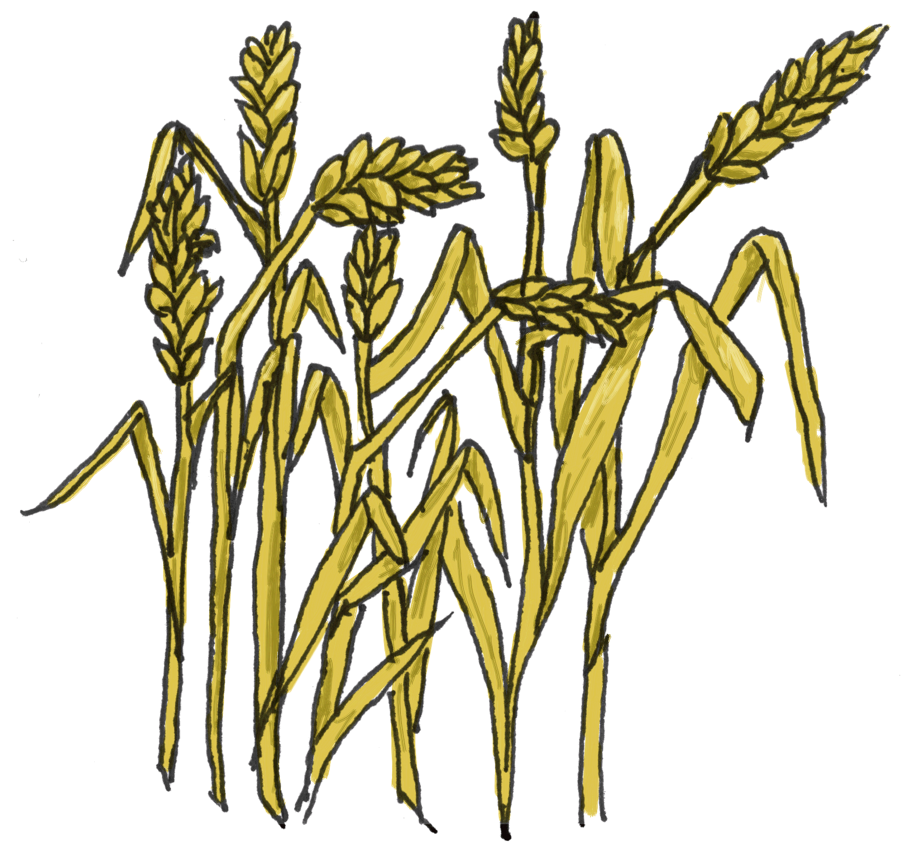 clipart of wheat - photo #1