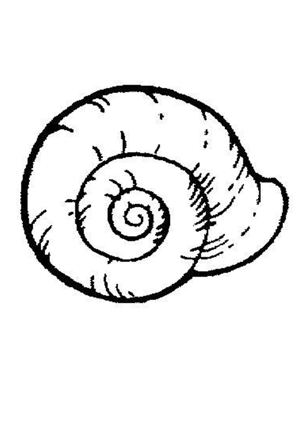 Shells Colouring - ClipArt Best