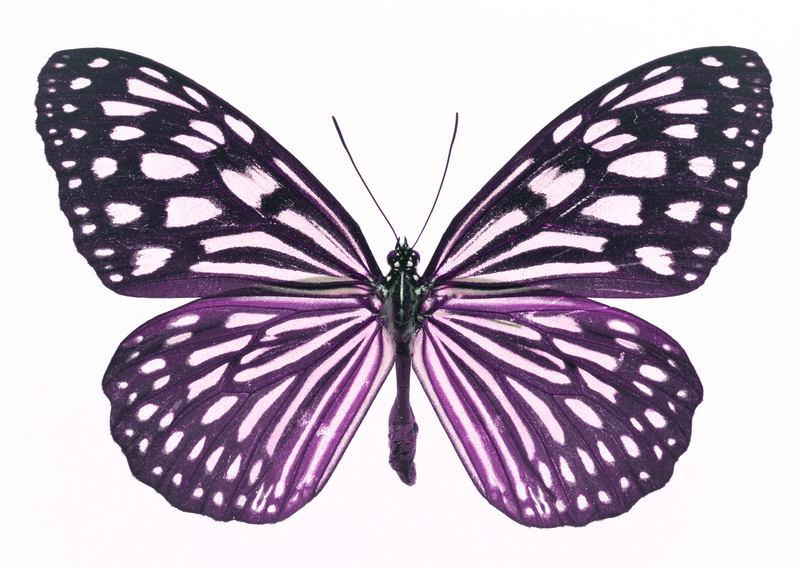 Cartoon Butterfly Wing - ClipArt Best