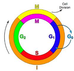 Interphase - Stages of Mitosis - Online Biology Dictionary