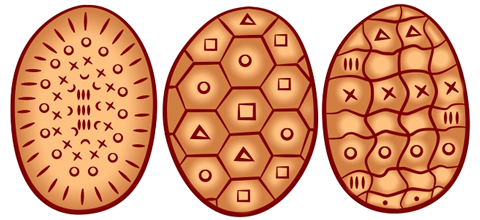Turtle Shell Pattern - ClipArt Best