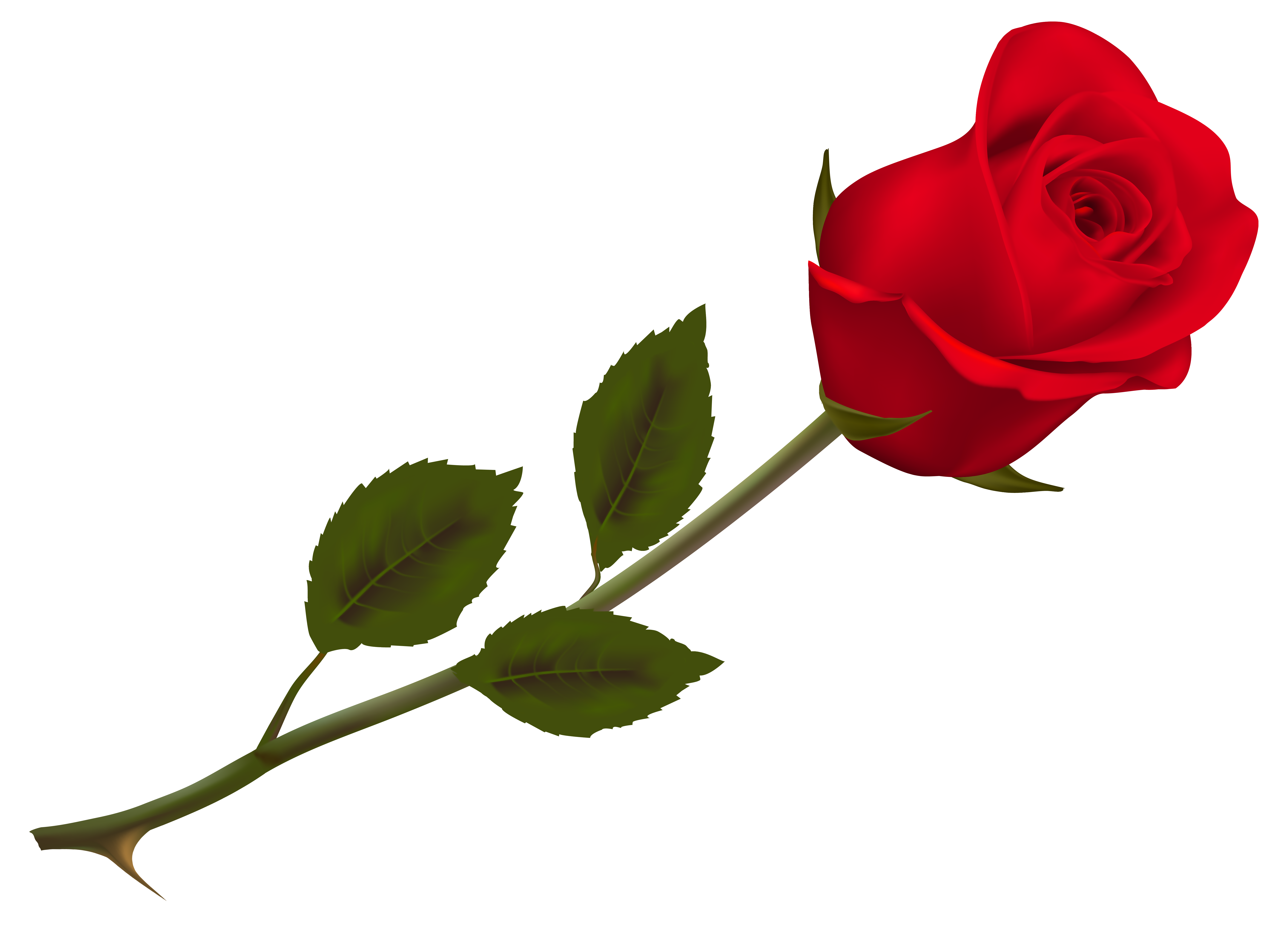 Single Red Rose Png ClipArt Best
