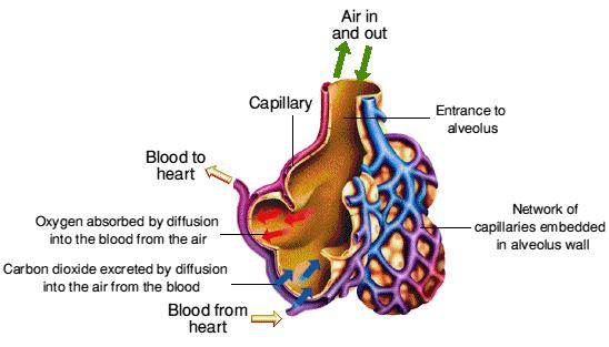 Alveoli Diagram Labeled & Fully Labelled Diagram Alveolus Lungs ...