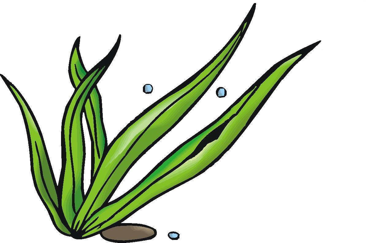 Seaweed Clipart