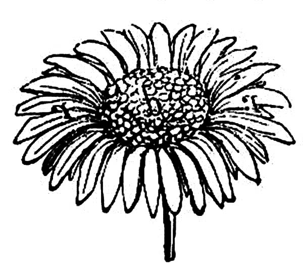 How to Draw Aster Flower Coloring Pages | Bulk Color