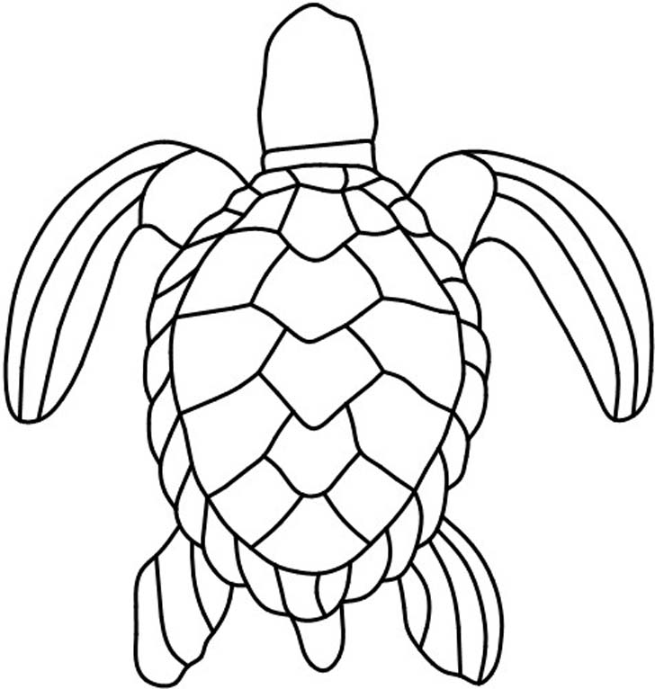 Turtle Shell Pattern ClipArt Best