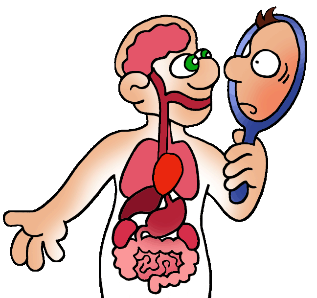 Human body clipart for kids