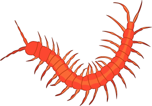 Centipede Clip Art Download