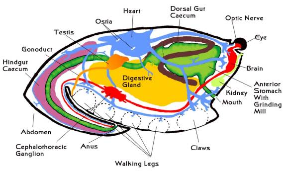 Animal Cell Picture Without Labels - ClipArt Best