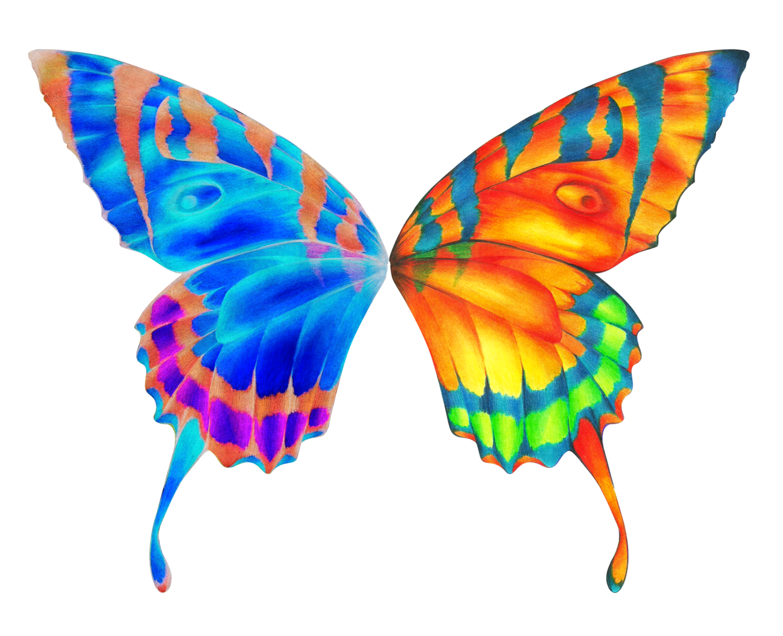 Best Photos of Butterfly Wing Designs - Butterfly Wing Design ...