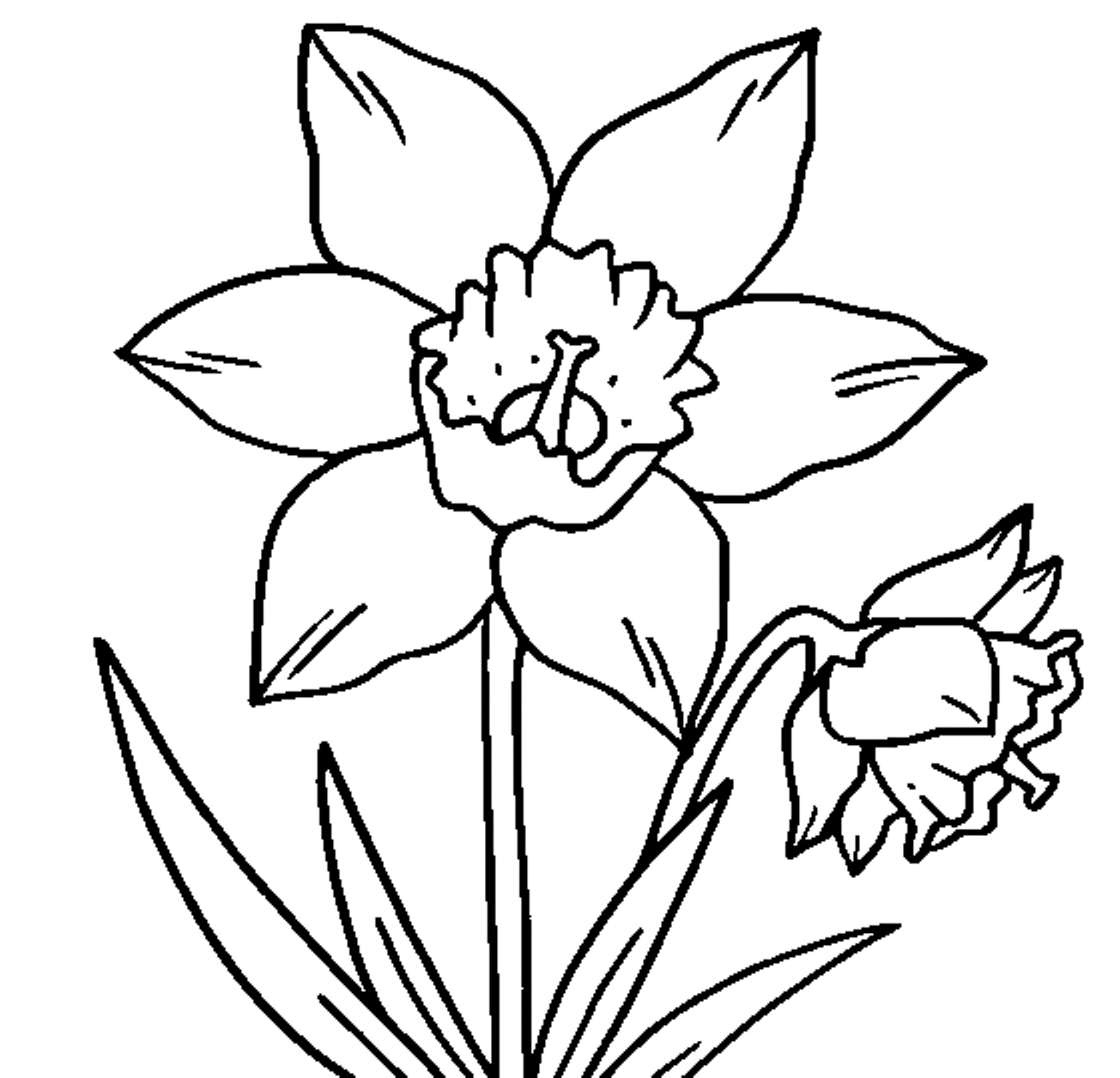 Printable Daffodil Coloring Pages : Two Daffodils Flower Coloring ...