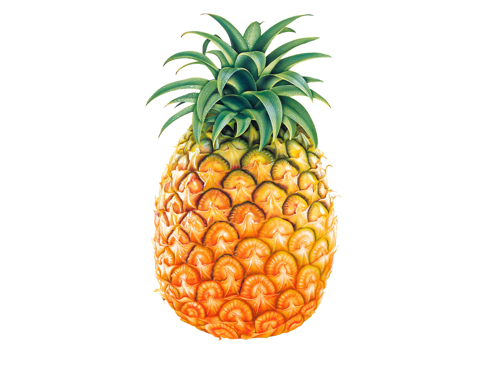 cartoon pineapple clipart
