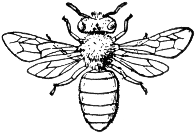 Honey bee drawing clip art