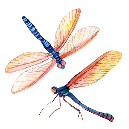 Dragonfly Clip Art, Vector Images & Illustrations - ClipArt Best